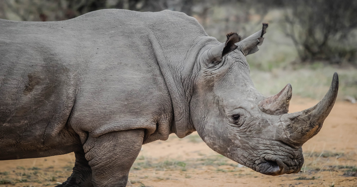 Learn How to Draw a Rhino - NWF | Ranger Rick