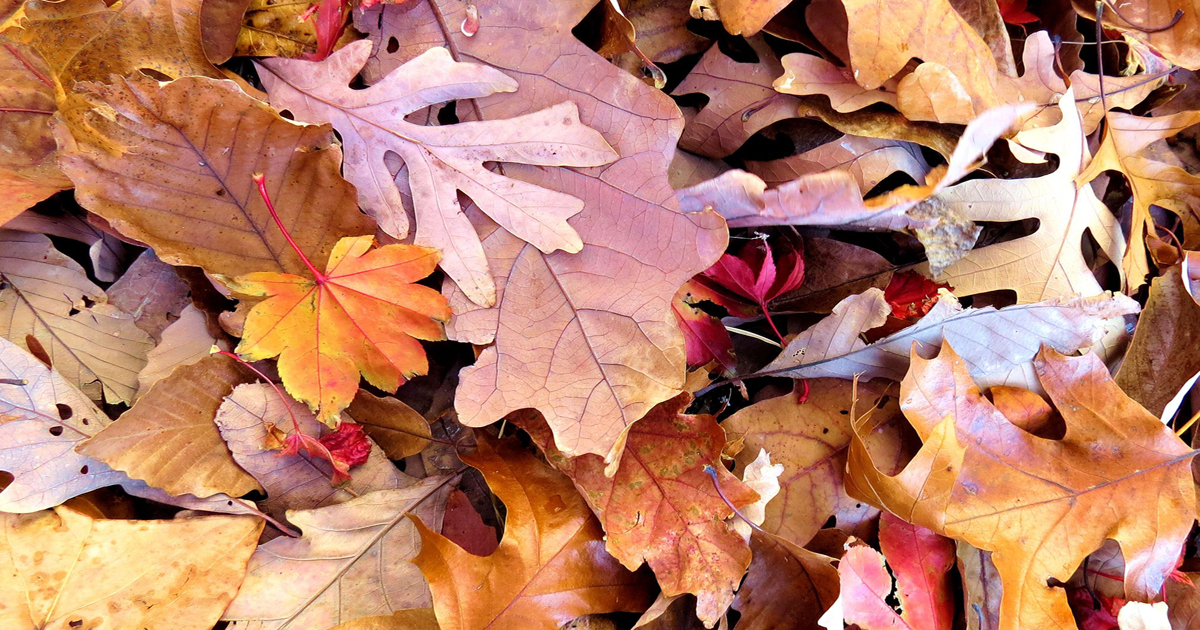 Play a Leaf Memory Game - NWF | Ranger Rick