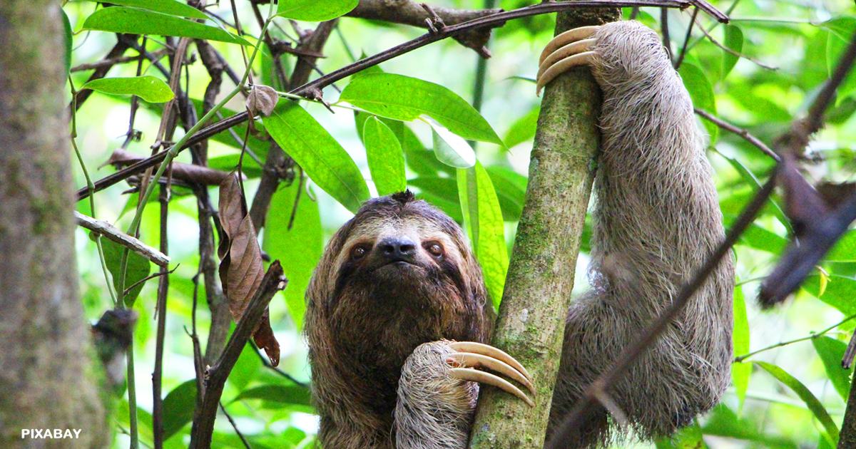 Meet the Sloths! - NWF | Ranger Rick