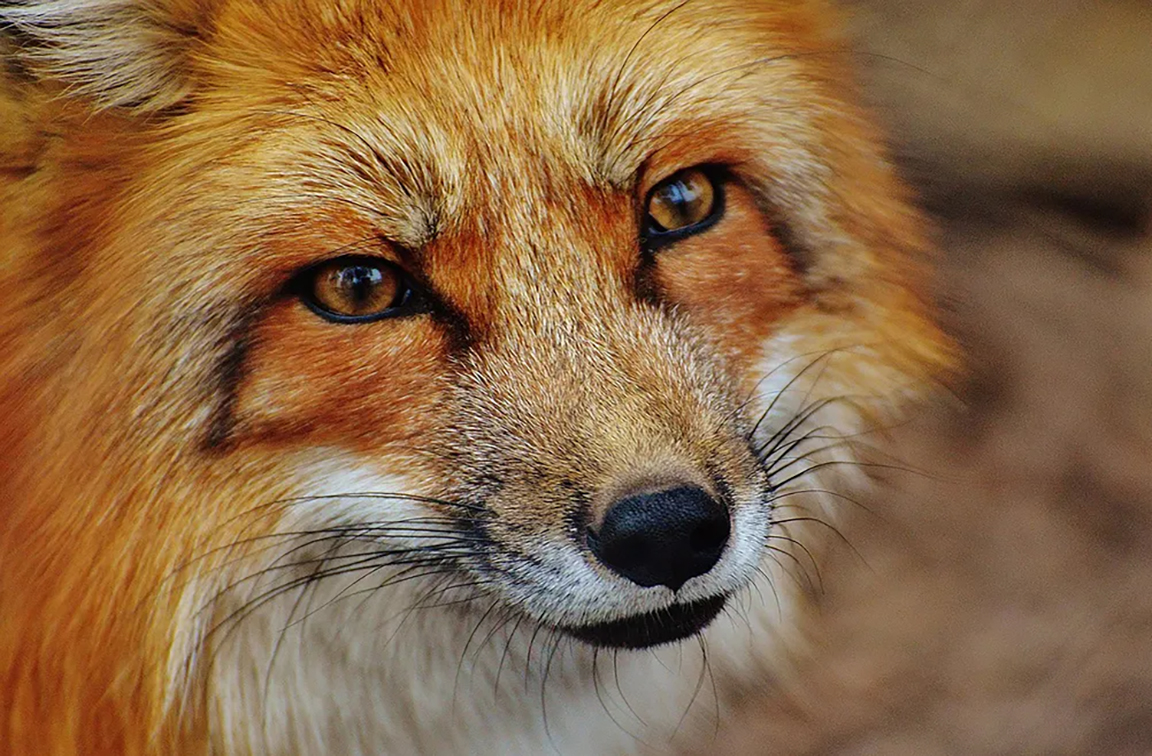 red fox face