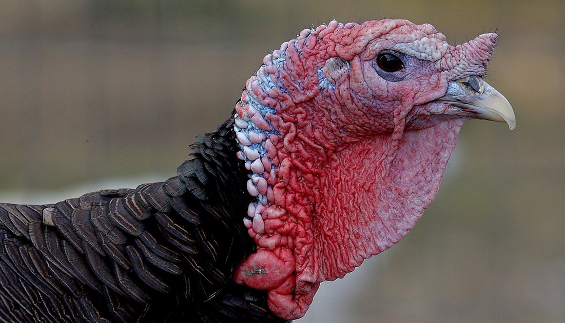 Listen to a Turkey Gobble - NWF | Ranger Rick
