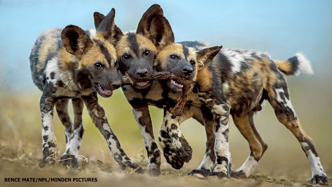 What Is A Group Of African Wild Dogs Called