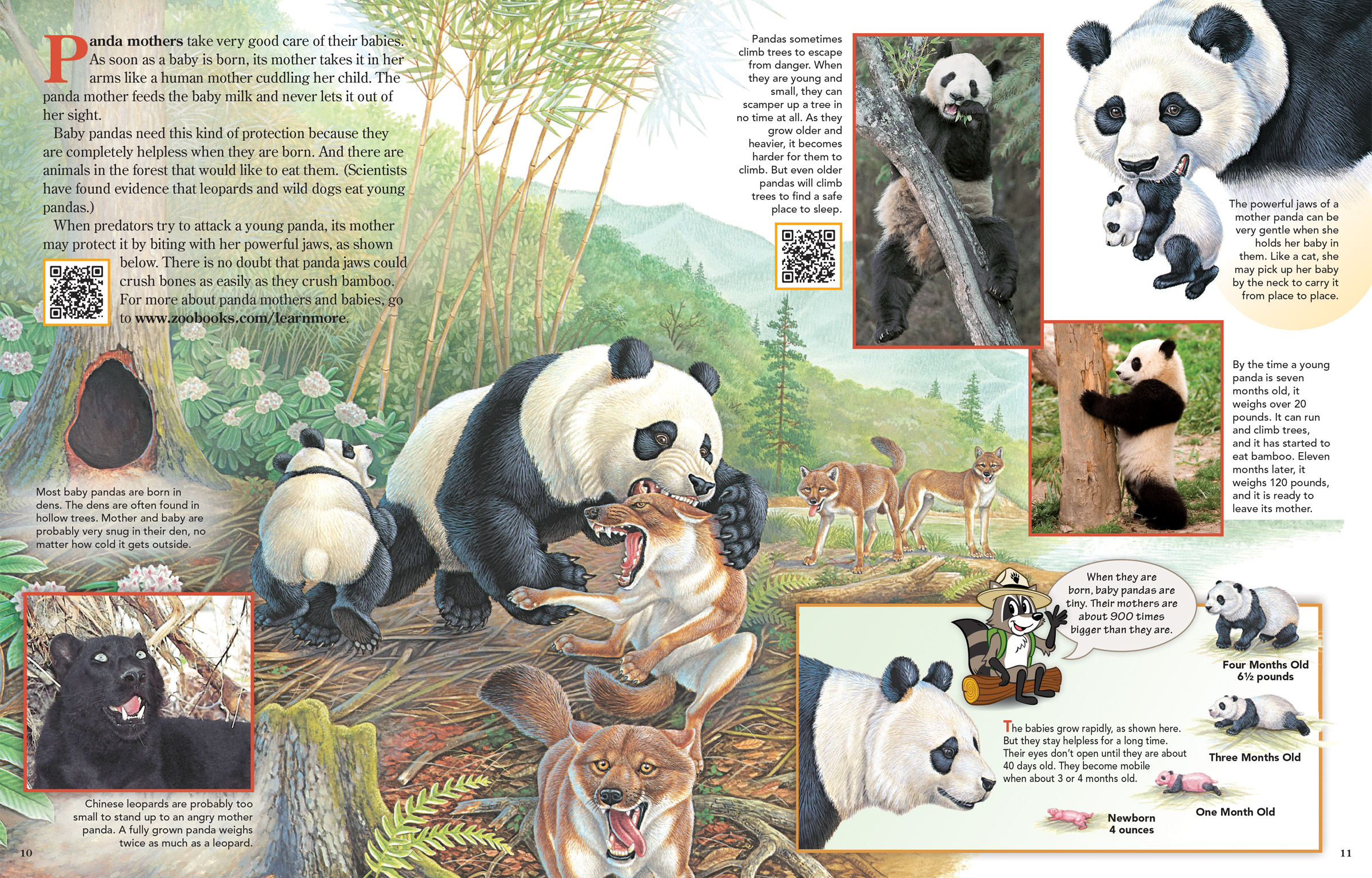 Panda Mothers Take Good Care of Their Babies - NWF | Ranger Rick