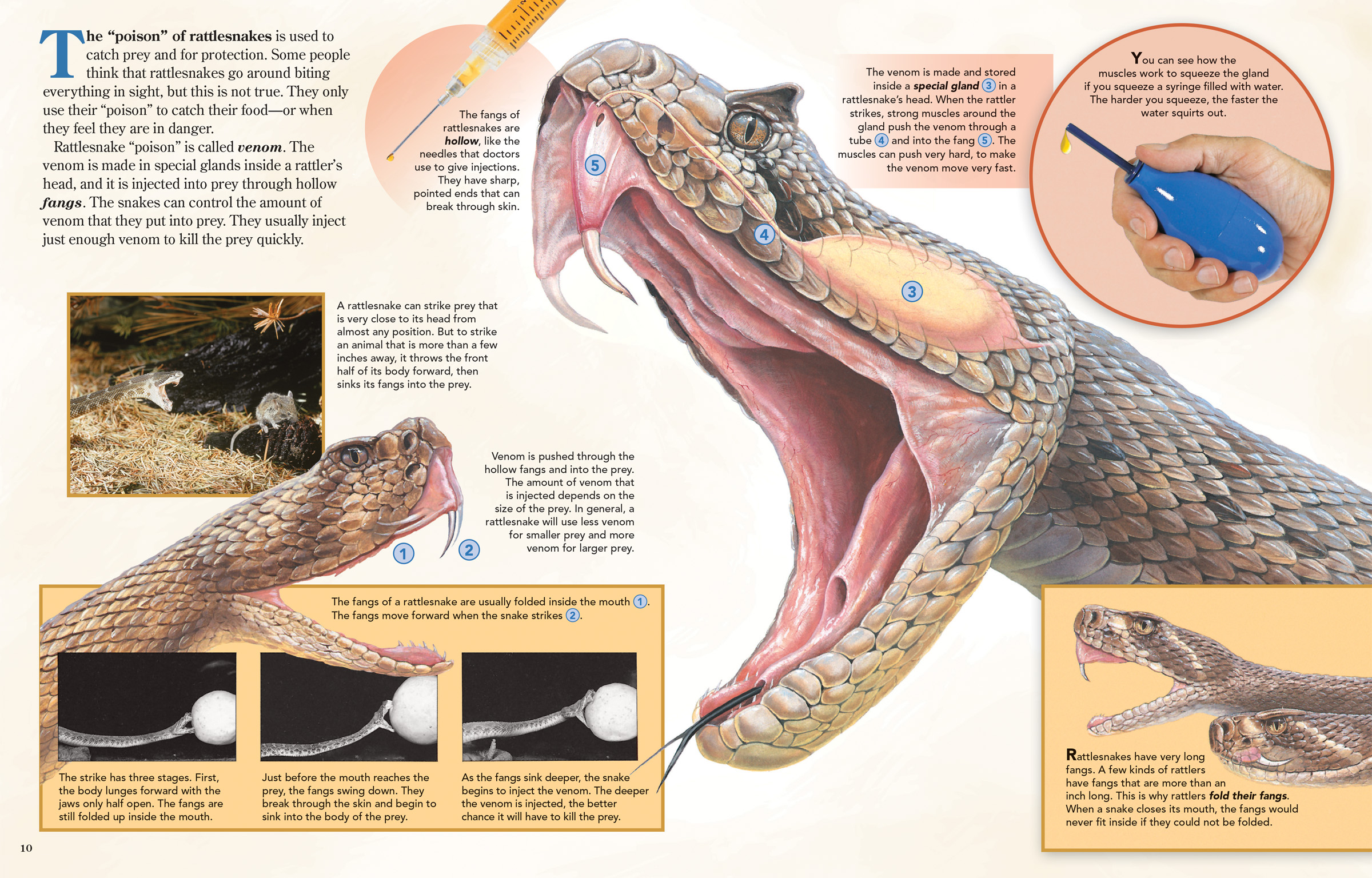 How Fast Does Rattlesnake Venom Work?