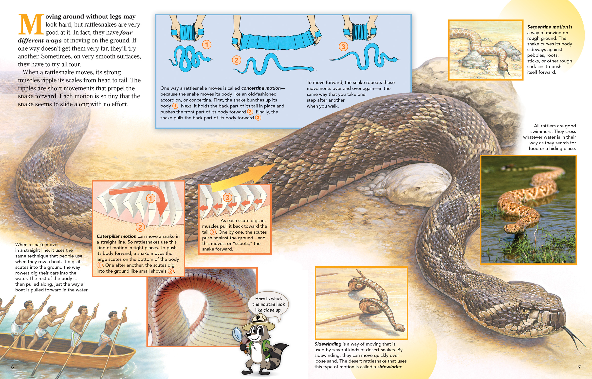 How Do Rattlesnakes Move?