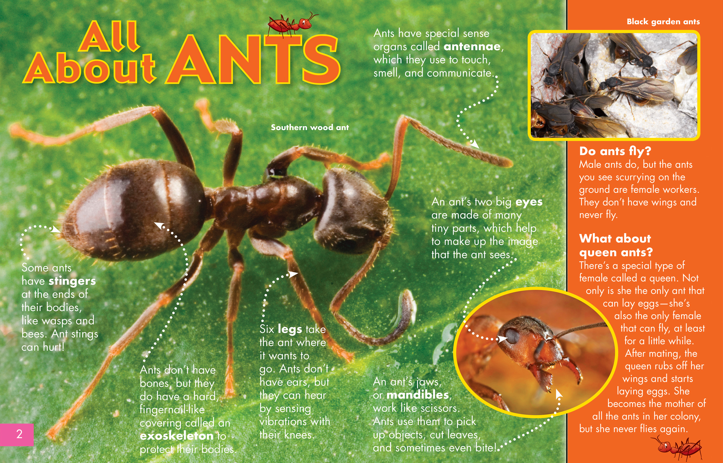 All About Ants - NWF | Ranger Rick