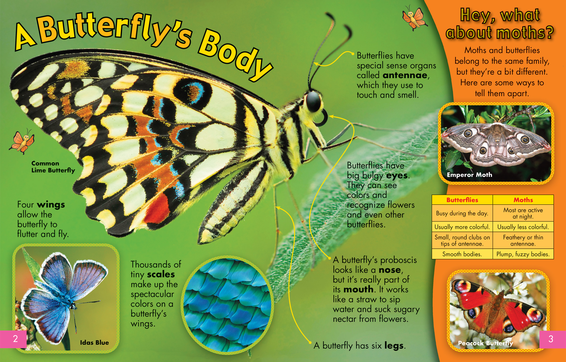 A Butterfly's Body - NWF