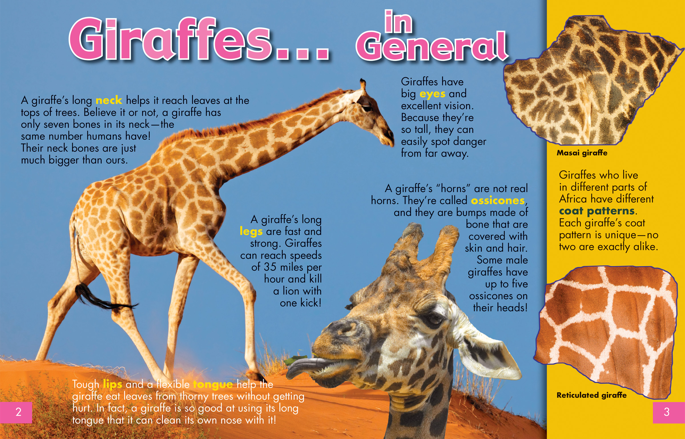 giraffes-in-general-nwf-ranger-rick