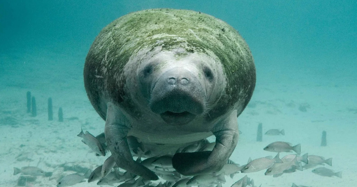 watch-a-manatee-mom-with-her-baby-nwf-ranger-rick