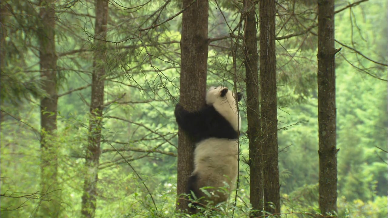Zoobooks Pandas - NWF | Ranger Rick