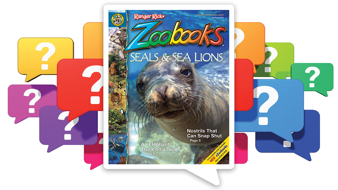 Seals And Sea Lions Nwf Ranger Rick