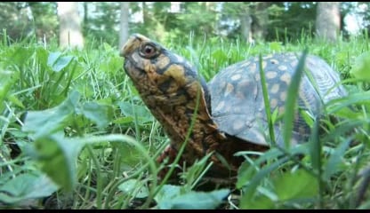 Zootles Turtles - NWF | Ranger Rick