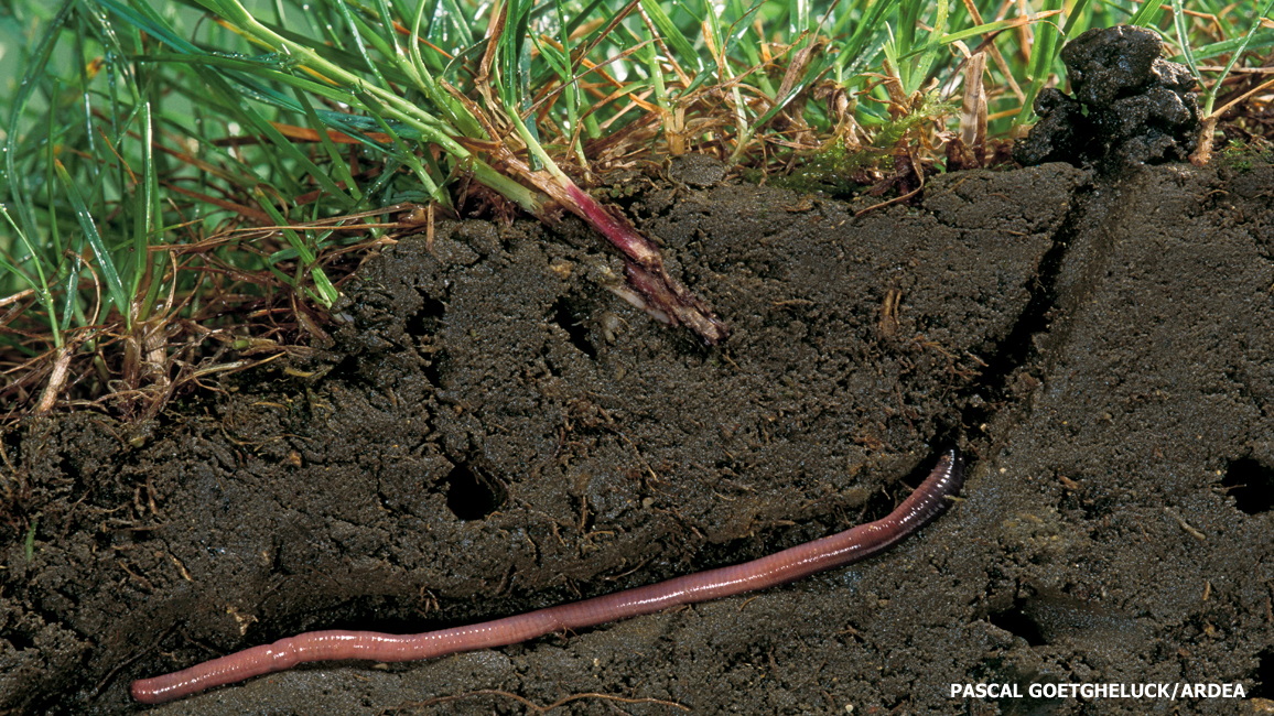 Ten Things to Know about Earthworms - The National Wildlife Federation Blog