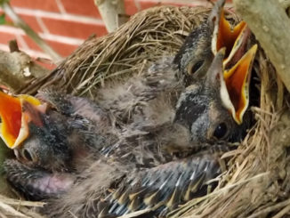 baby robins in their nest