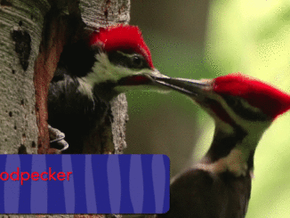 Woodpecker video