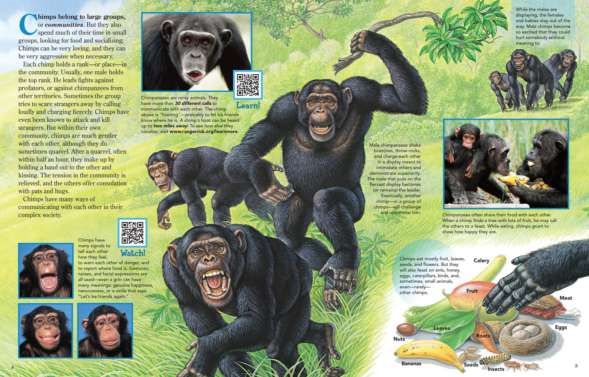 Demonstrates chimpanzees making faces, hooting, displaying, sharing, as well as showing chimpanzee foods.