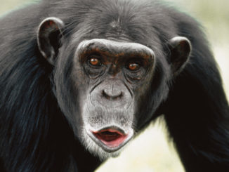 close up photo of chimpanzee hooting.