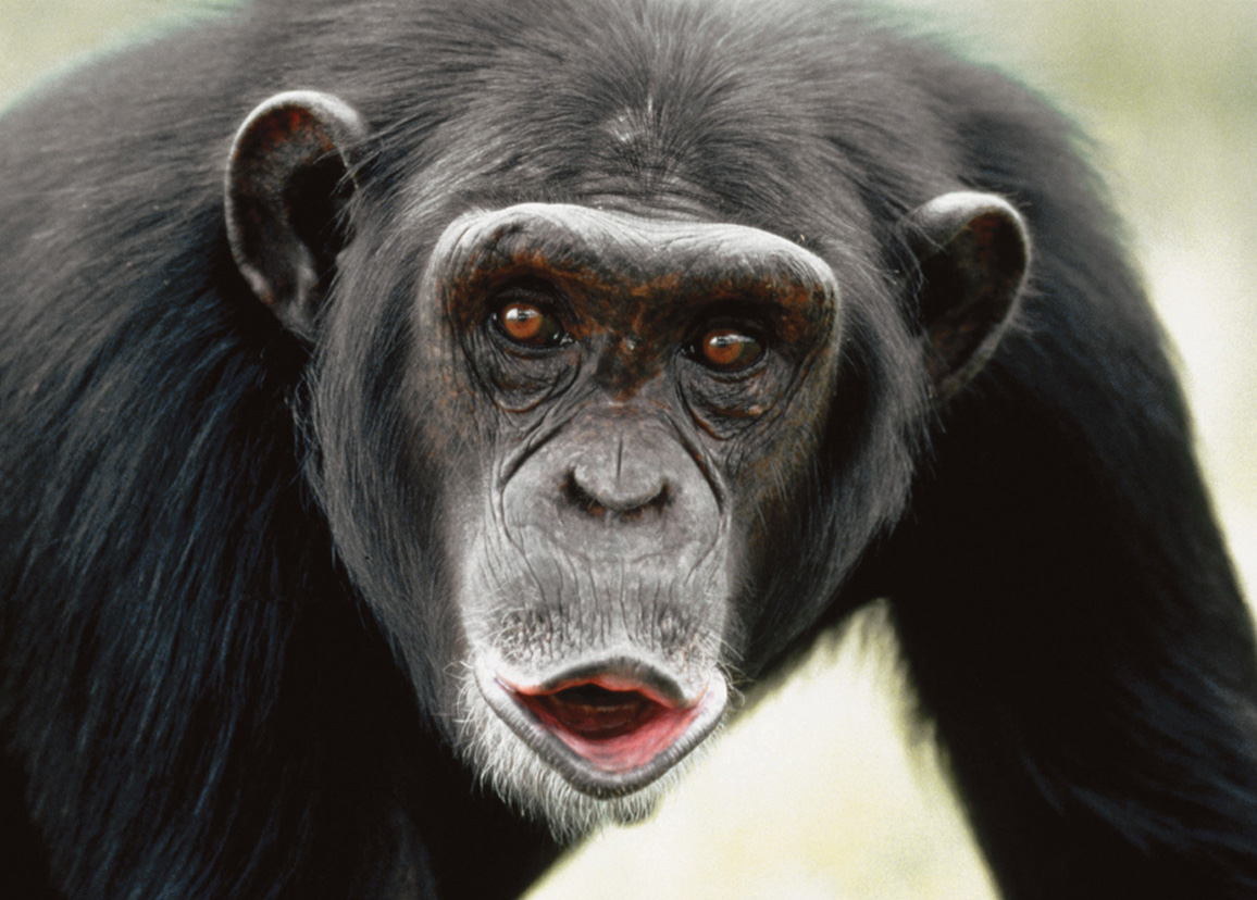 close up photo of chimpanzee hooting.