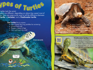 Three different sections depicting and describing sea turtles, tortoises, and freshwater turtles.