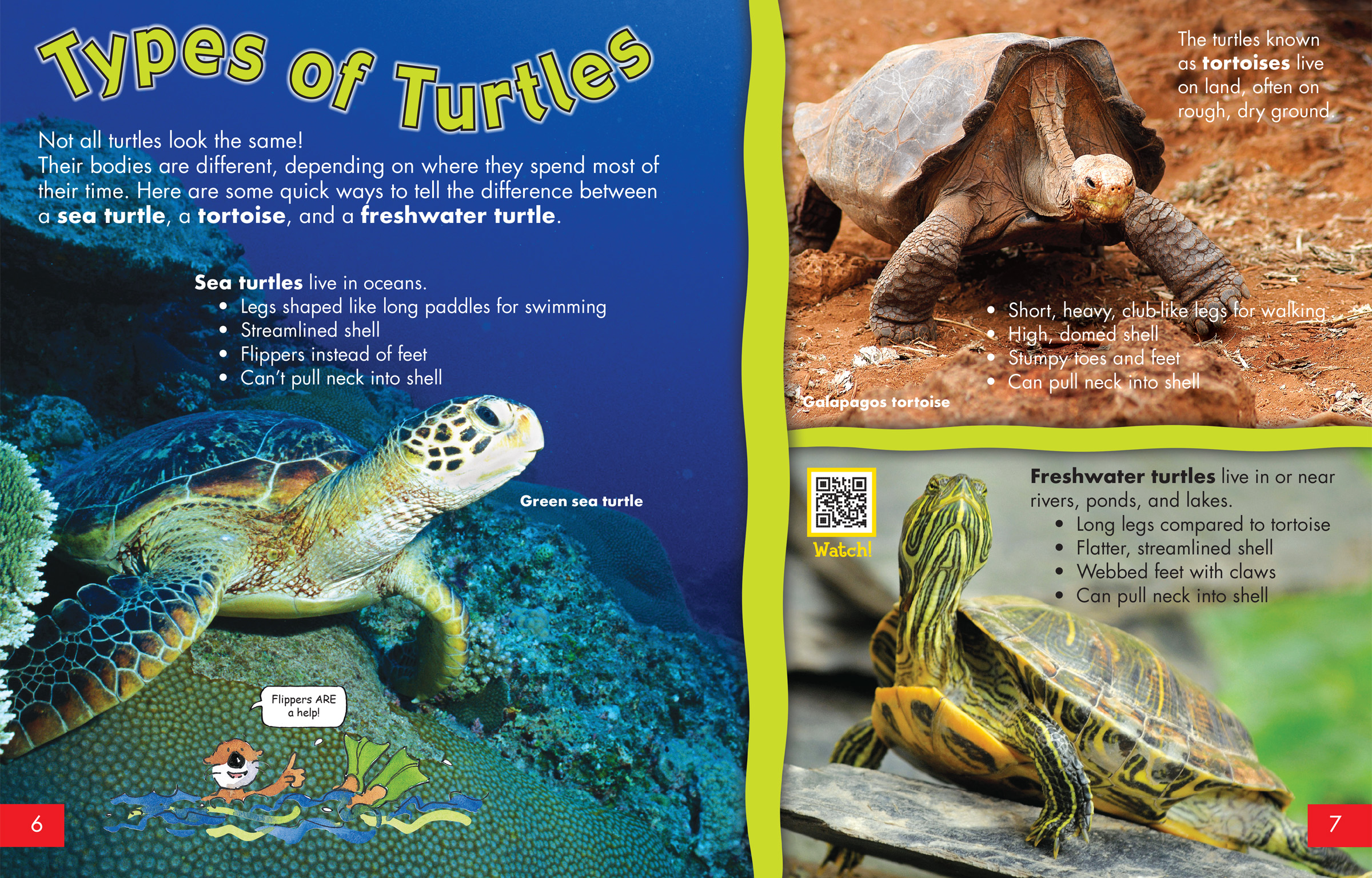 Types Of Turtles NWF Ranger Rick