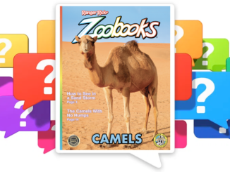 Camels 20 Questions quiz