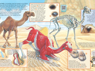 Pages 4&5 of Zoobooks Camels showing the skin, muscles, and skeleton of a camel, as well as inset illustrations about eyes, eyelashes, nostrils, and wide feet.