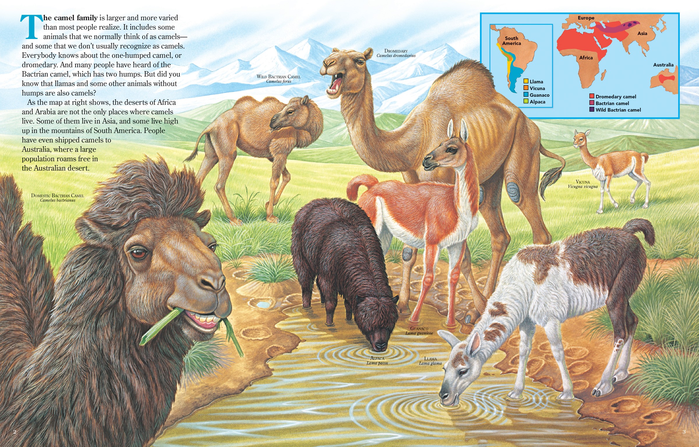 Pages 2&3 from Zoobooks Camels showing the 7 different types of camels and a range map.