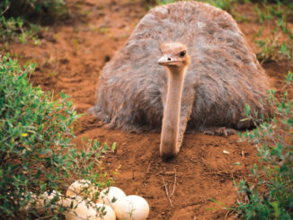 Shows a female African ostrich sitting in the dirt near her clutch of eggs