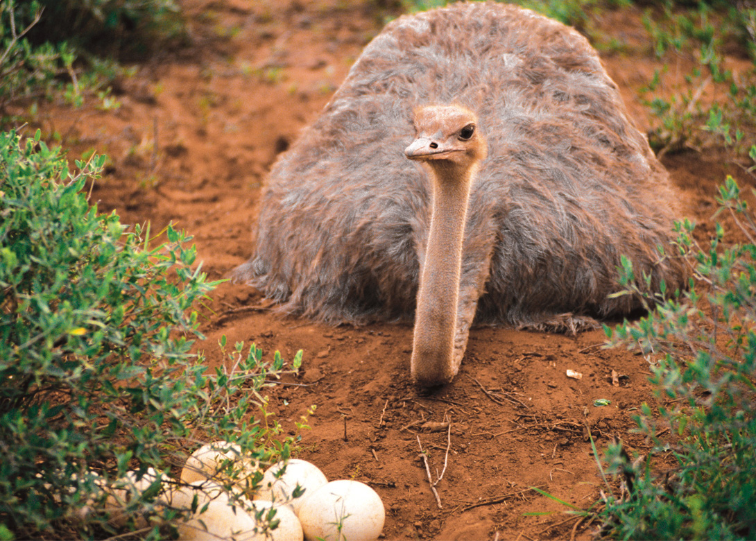 Shows a female African ostrich sitting in the dirt near her clutch of eggs