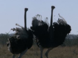 Video of two ostriches running together in Africa.