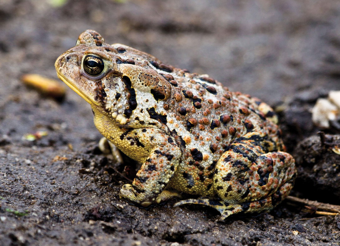 Image of a large, bumpy toad.