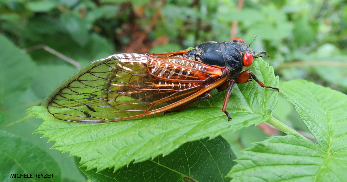 Listen to Singing Insects - NWF | Ranger Rick