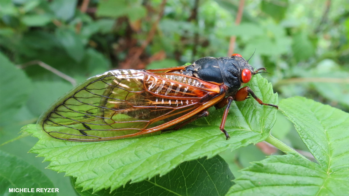 cicada