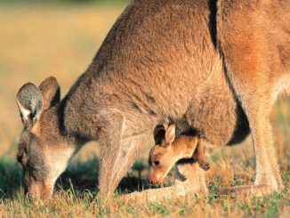 Kangaroo mom and joey