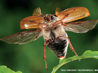 flying beetle