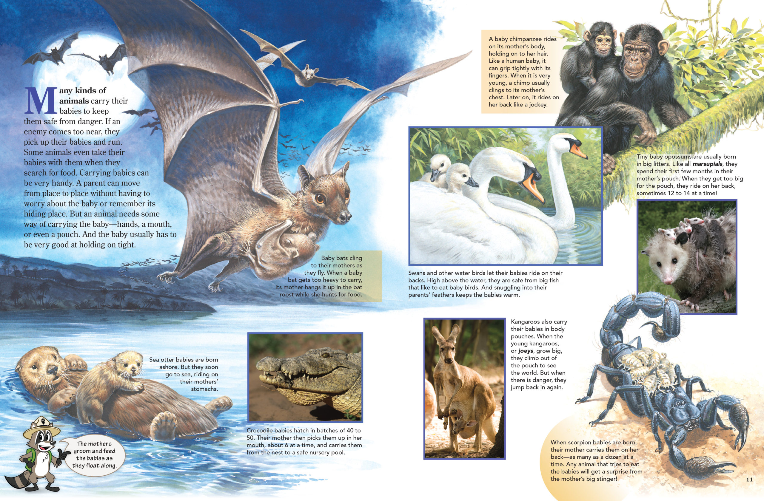 Pages depicting the way mothers transport their babies: a bat flying, chimp climbing, swans swimming, kangaroo and joey, otter floating, crocodile with babies in mouth, possom and scorpion with young on their backs.