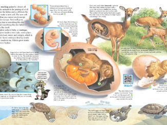 Pages showing unborn tadpoles, a chick, and fawn. Also the development of a chick embryo and turtle hatchlings.