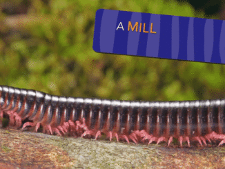 millipede walking video