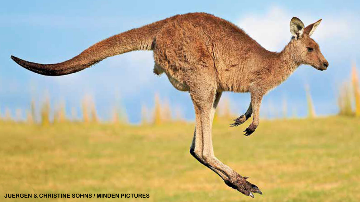 Hopping Kangaroo