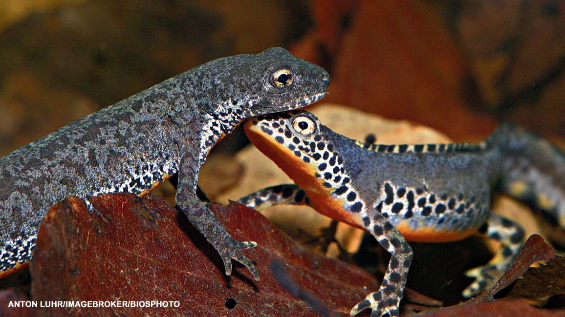 Male and Female Newts