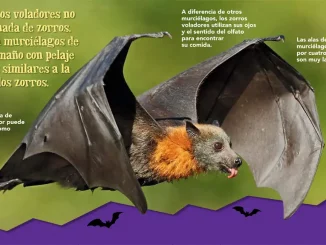 Flying Fox - Spanish translation