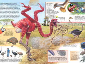 artwork depicting the anatomy of an African ostrich