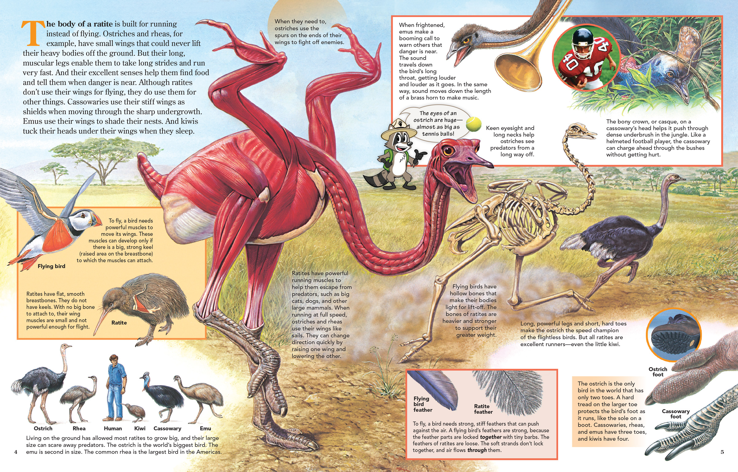 artwork depicting the anatomy of an African ostrich