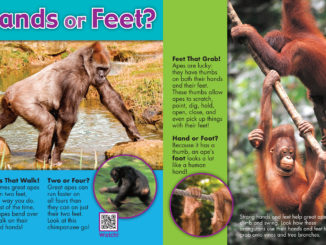 Photos showing the hands and feet of different great apes