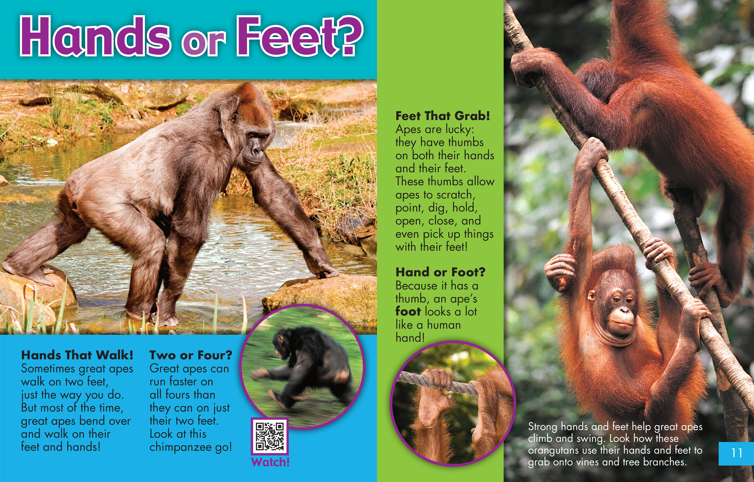 Photos showing the hands and feet of different great apes