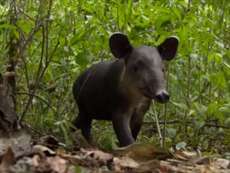 tapir eating in the rainforest