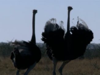 ostrich video