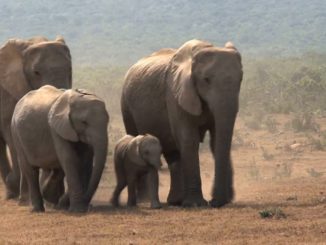 elephants video