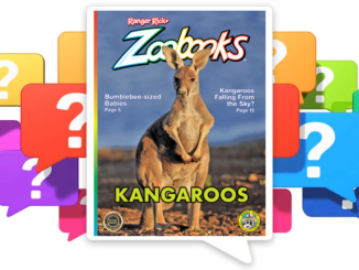 The cover of Zoobooks Kangaroos, showing a full-bodied kangaroo