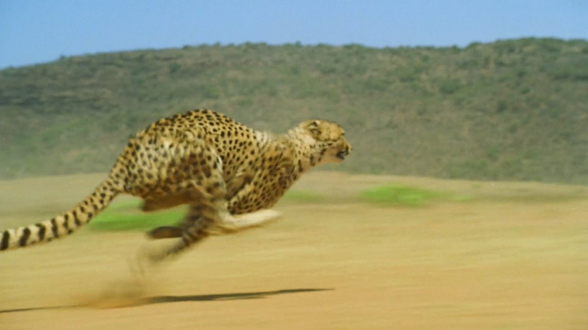 How Fast Can a Cheetah Run? - NWF | Ranger Rick